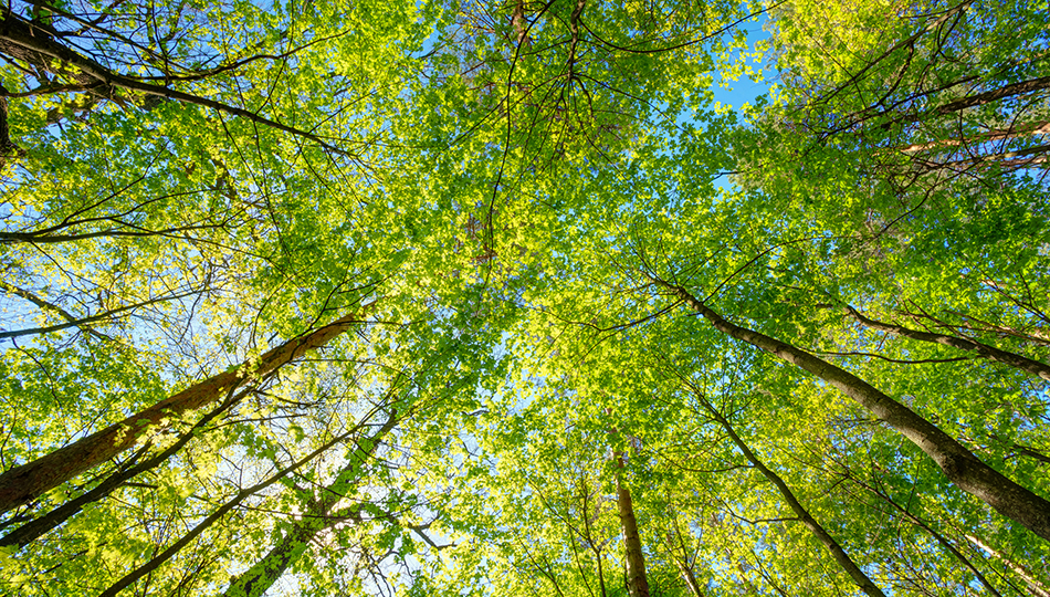 Shutterstock 380464495950X540 (1)